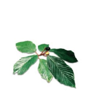 Cascara Sagrada Aged Bark