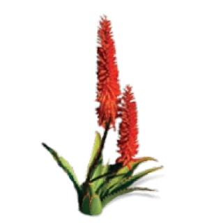 Curaçao & Cape Aloe Leaf
